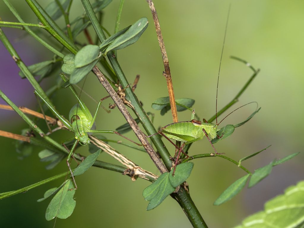 Tettigoniidae: Leptophyes laticauda